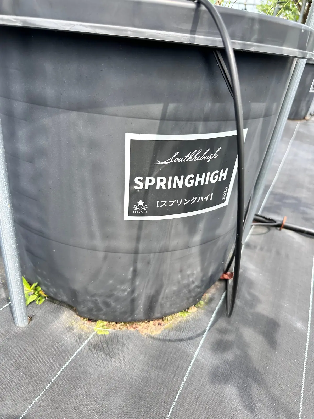 スプリングハイ