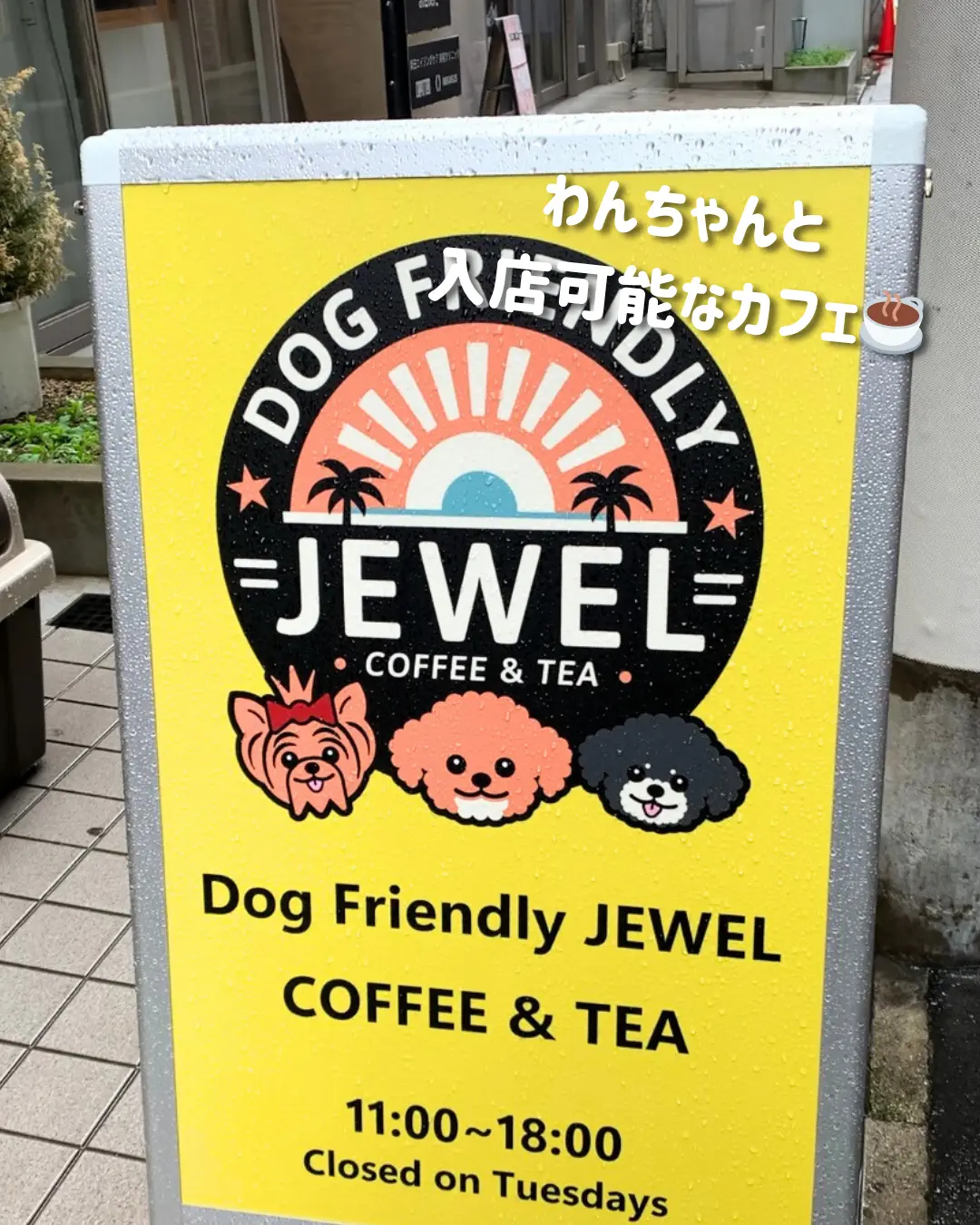 【愛犬と一緒に🐶】神戸を満喫☕️休日にオの画像_2