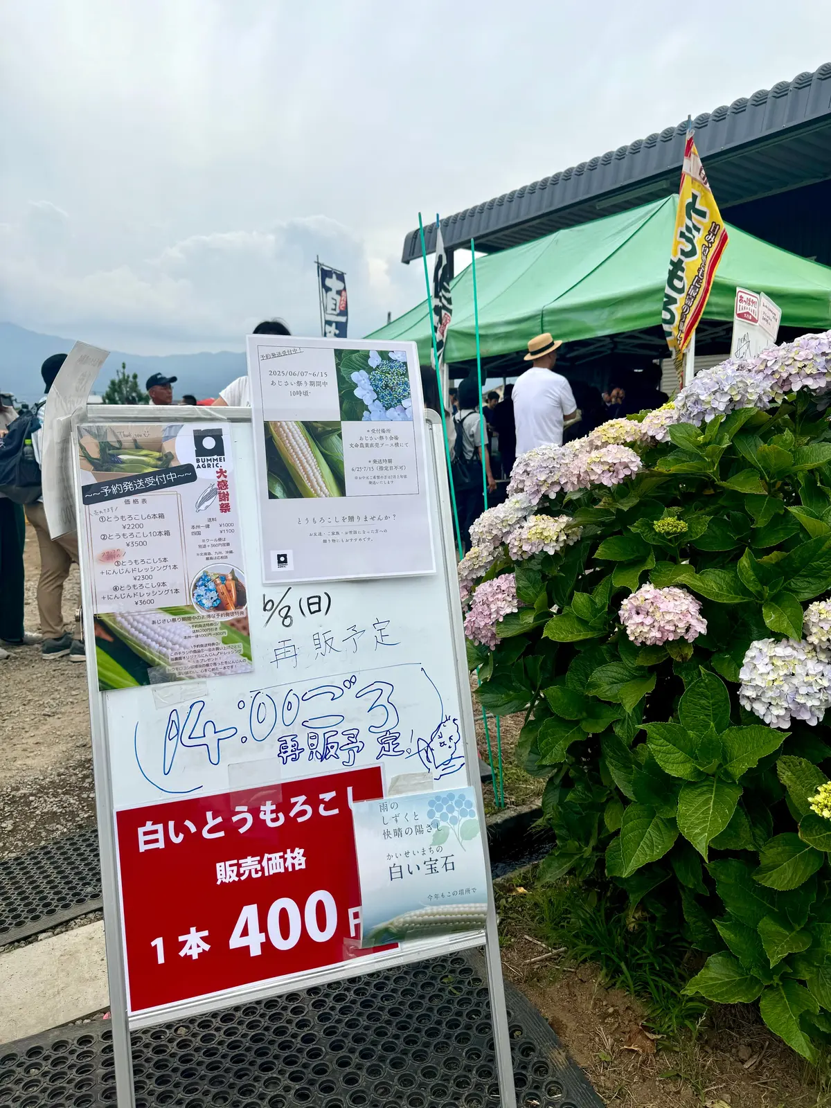 白いとうもろこし