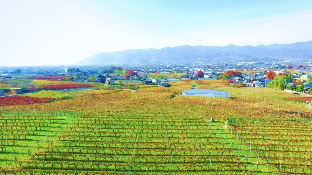 葡萄畑が織りなす風景