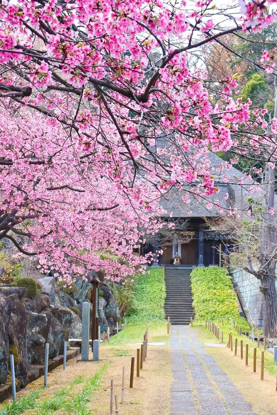 【お花見するならココ！】全国おすすめ桜スの画像_4