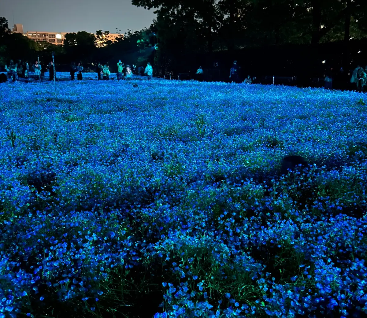 ネモフィラ　チームラボ　大阪　ボタニカルガーデン　MOREJAPAN