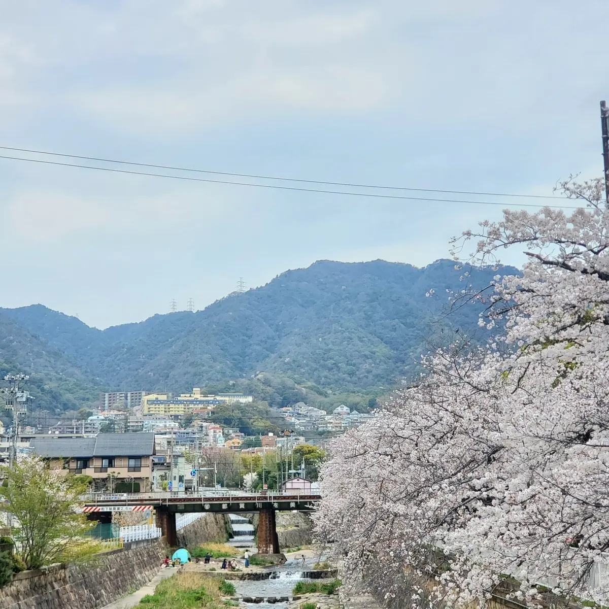 ≪関西・お花見≫神戸近郊の桜おすすめスポの画像_1