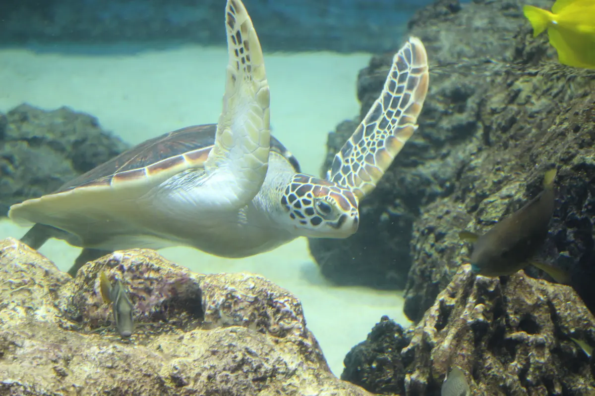 小笠原諸島の海を再現した水槽を悠々と泳ぐウミガメ