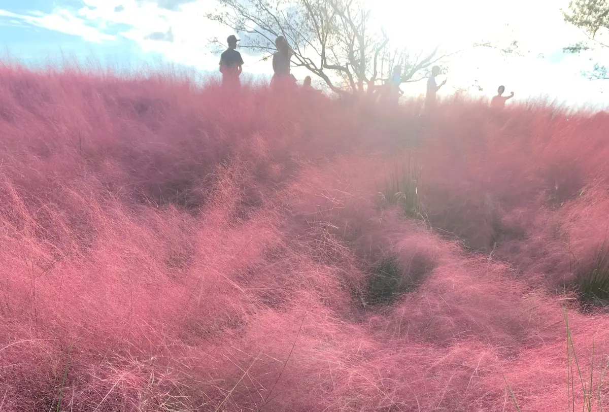 【大阪】一度にたくさんのお花が楽しめる！の画像_4