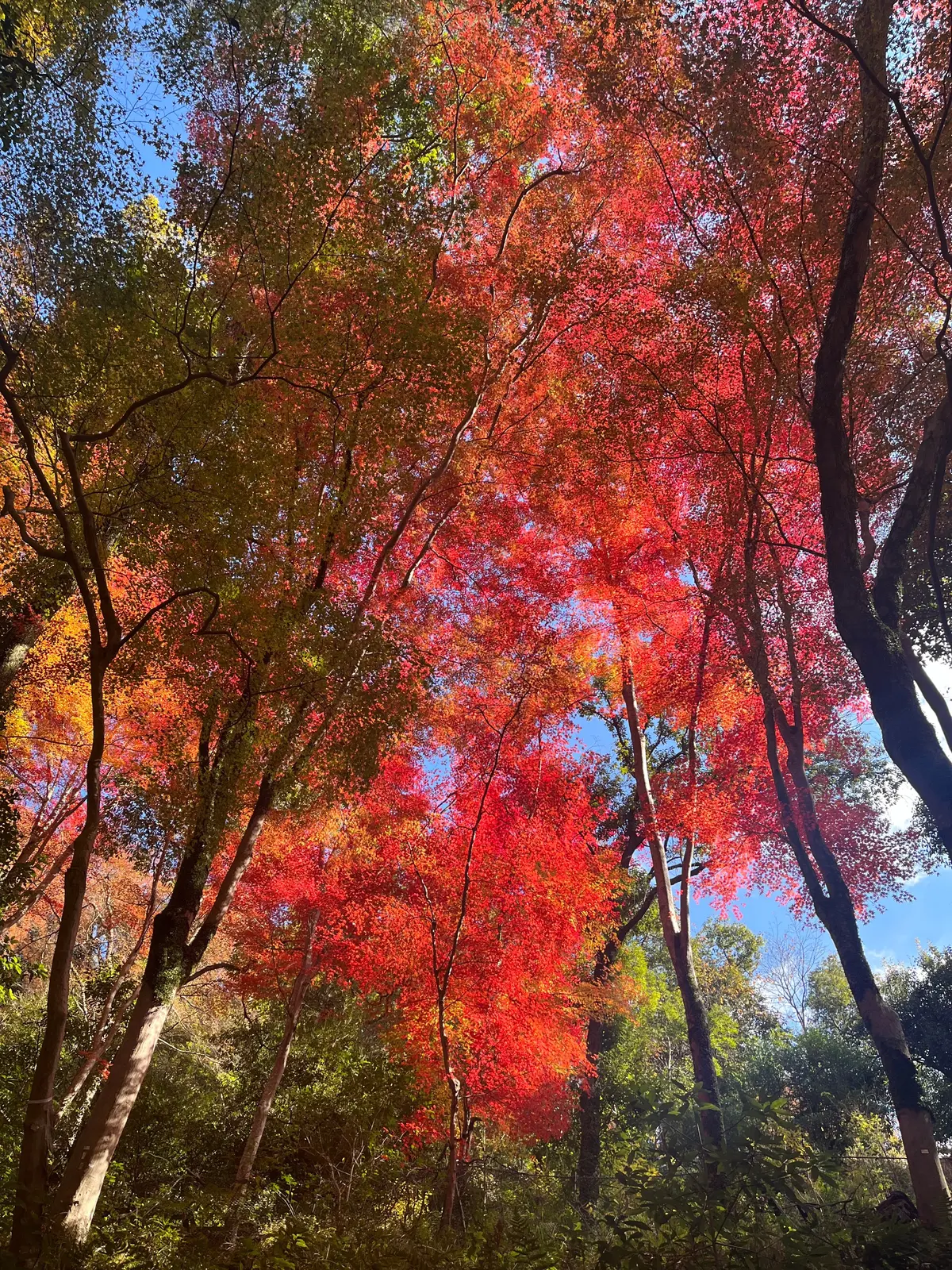 【大阪】今が見ごろ!ハイキングで楽しむ紅の画像_1