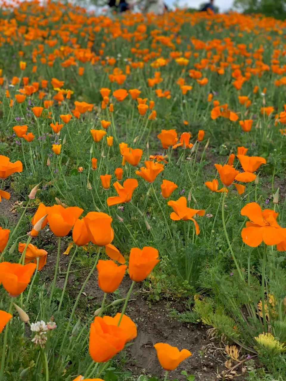 一面をオレンジ色に染めるカルフォルニアポピー　万博記念公園