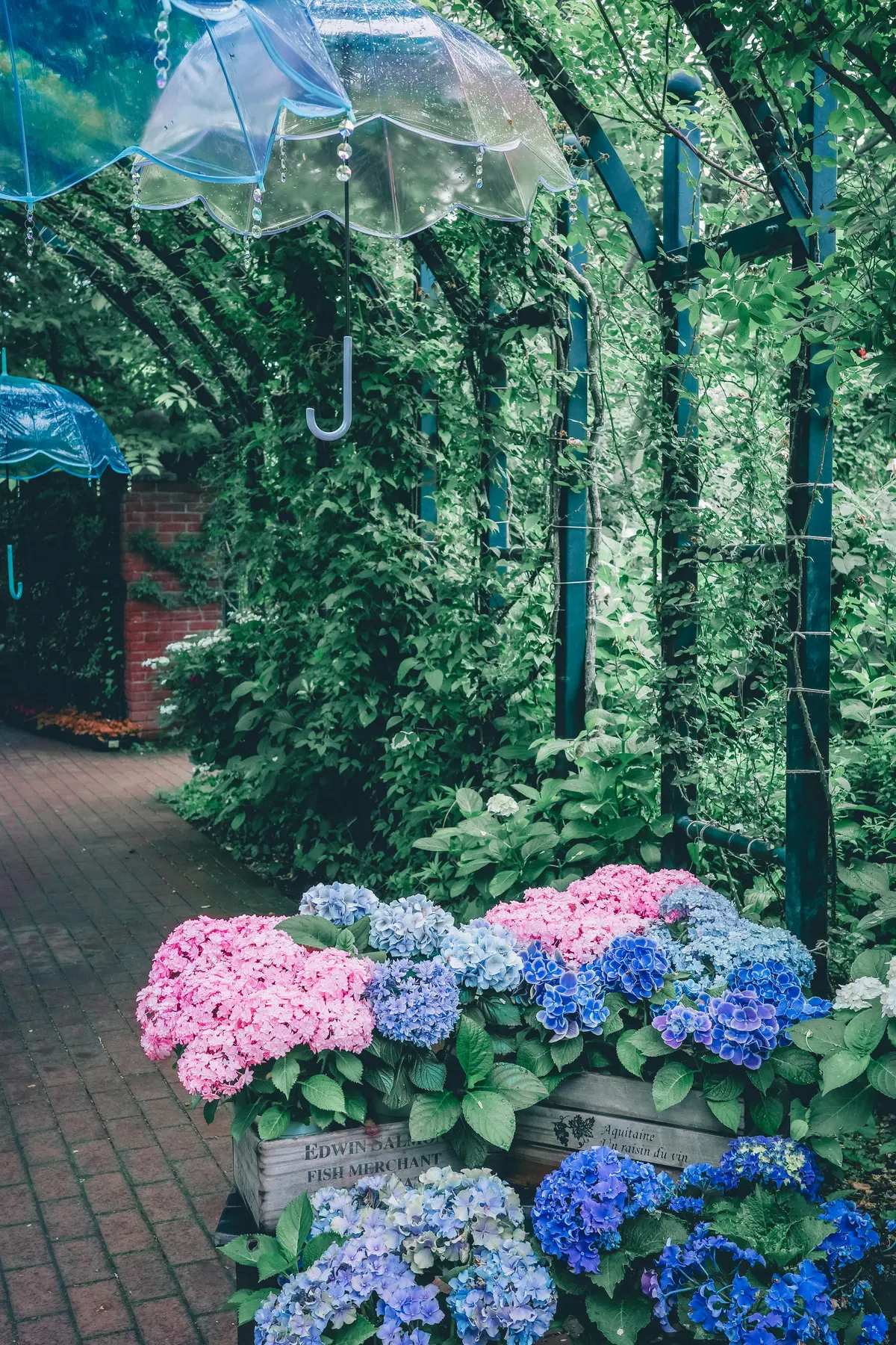 【神奈川・横浜】紫陽花💠これからが見頃！の画像_1