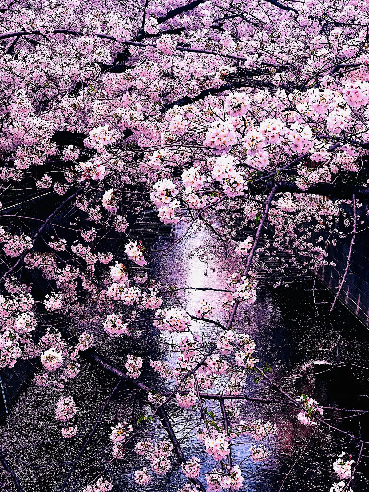 【東京】おすすめ桜お花見スポット5選の画像_1