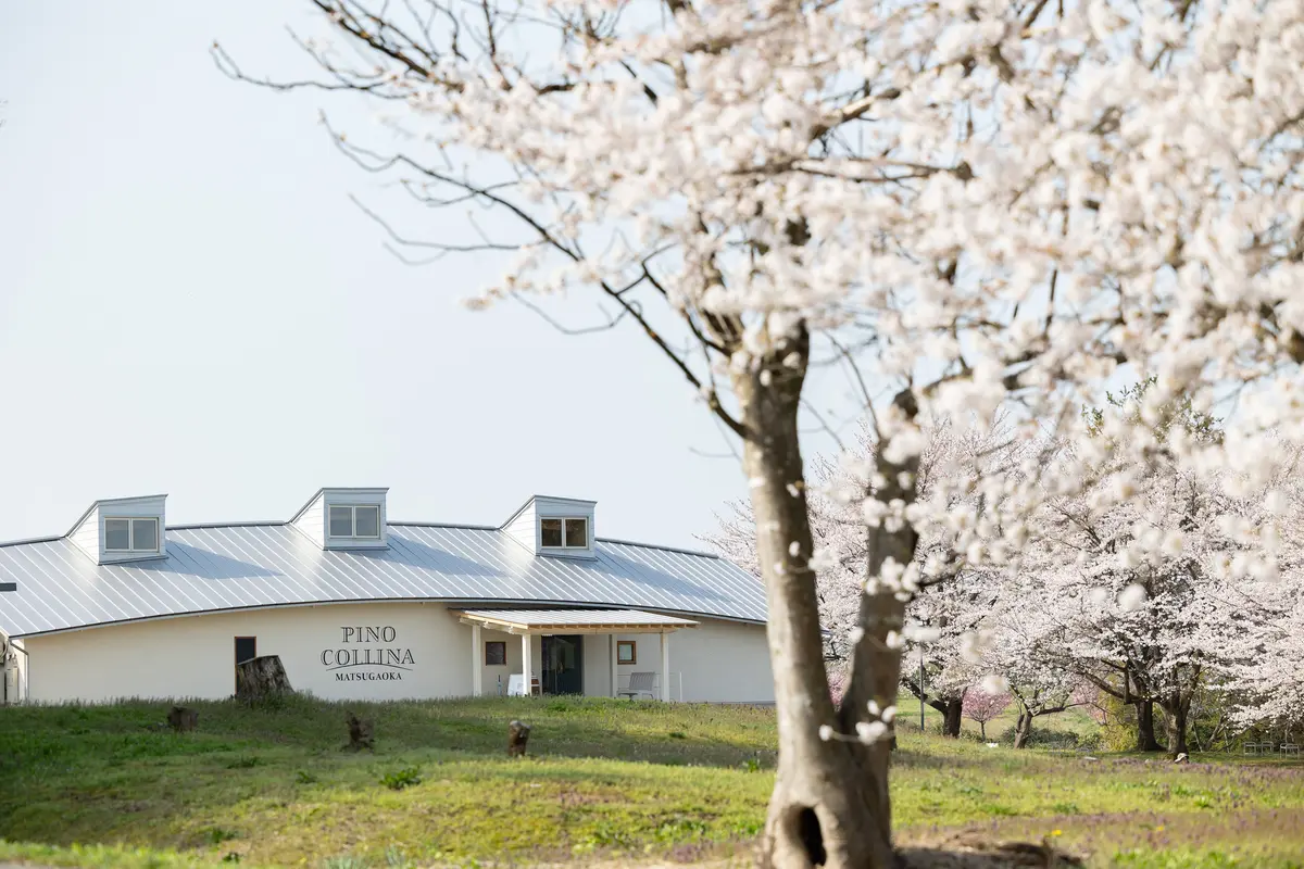 【山形桜スポット】今が満開「松ヶ岡開墾場の画像_2