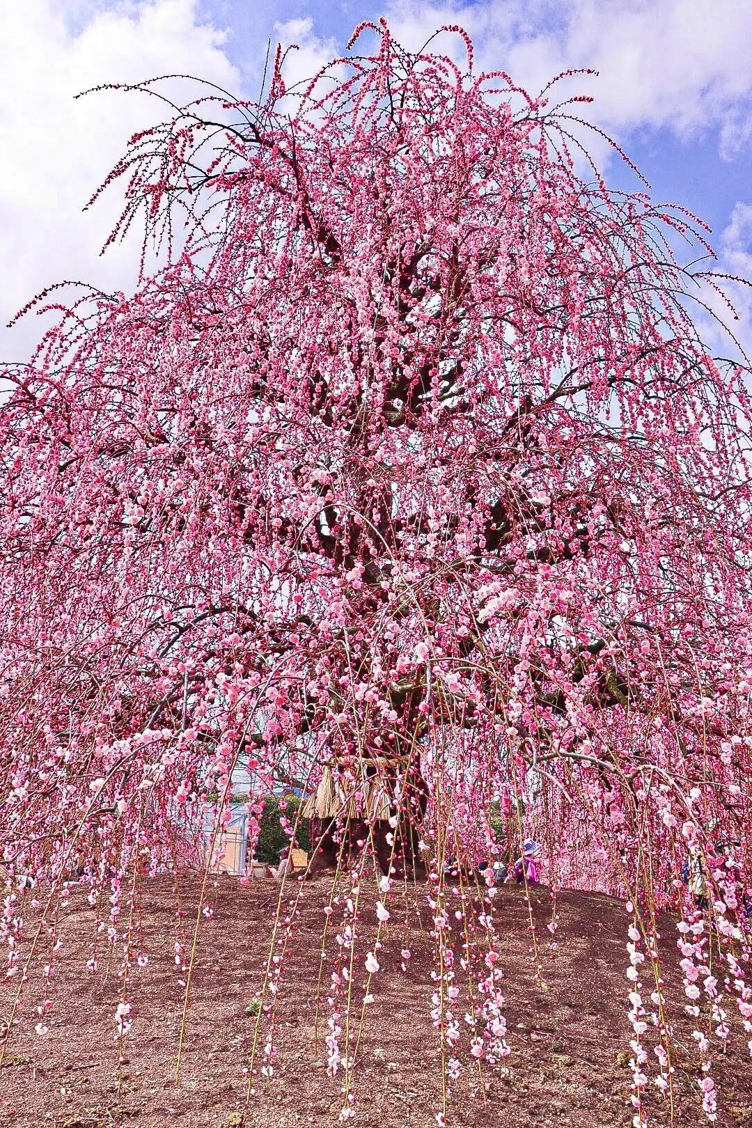 2月のおでかけにおすすめ！全国梅スポットの画像_2