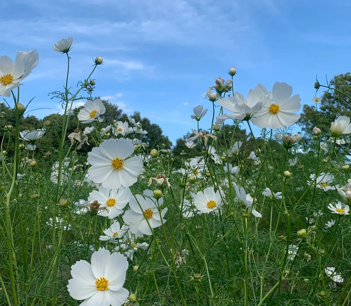 【大阪】一度にたくさんのお花が楽しめる！の画像_7