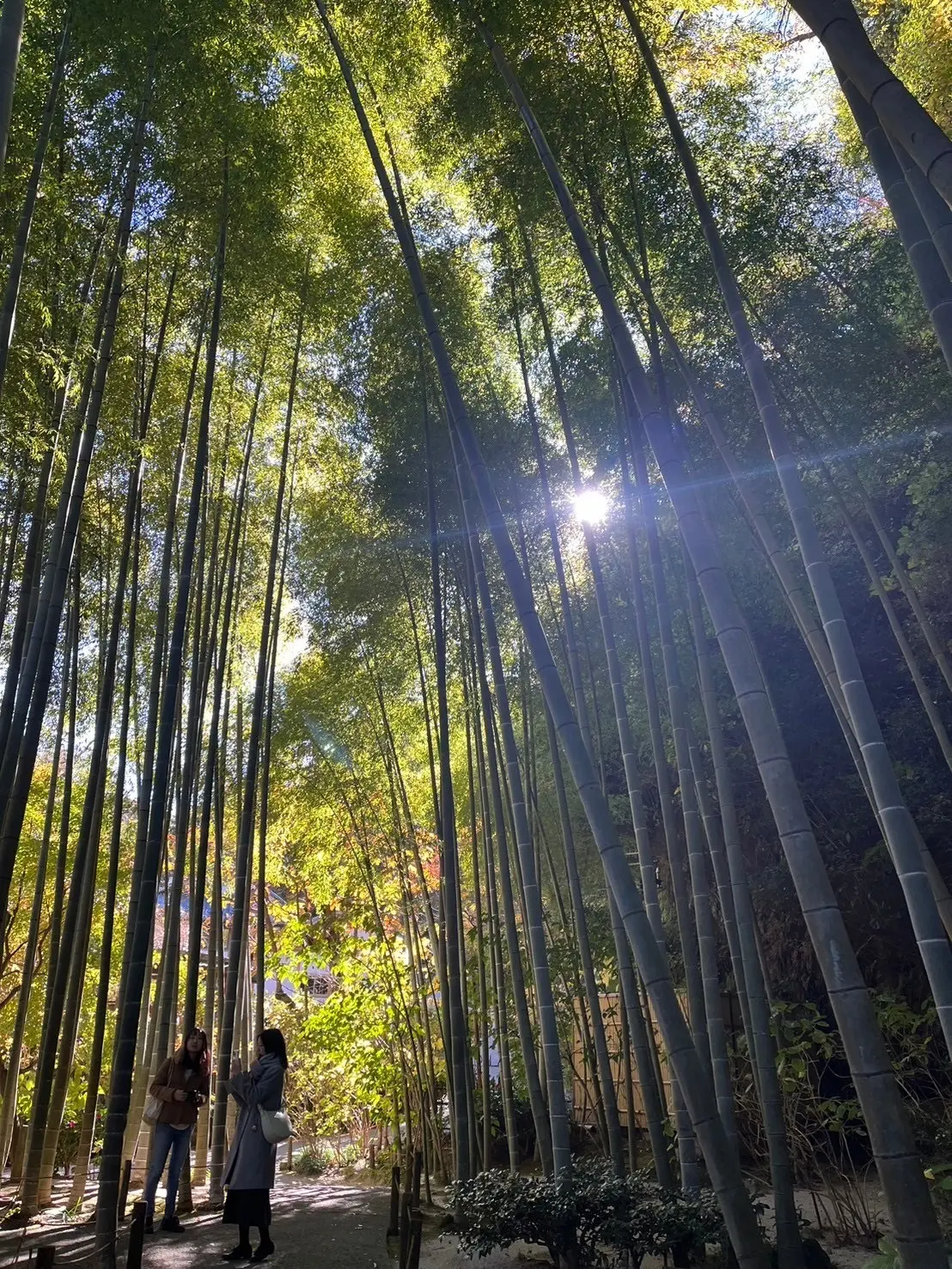 【鎌倉】紅葉満喫モデルコース🍁の画像_5