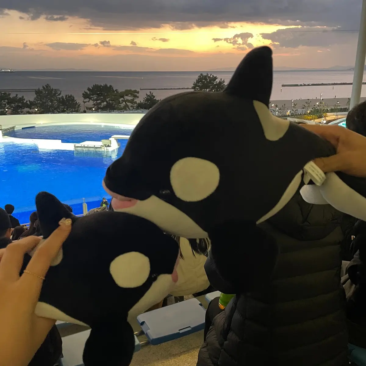 念願のSUMA SEA WORLD へ！の画像_3