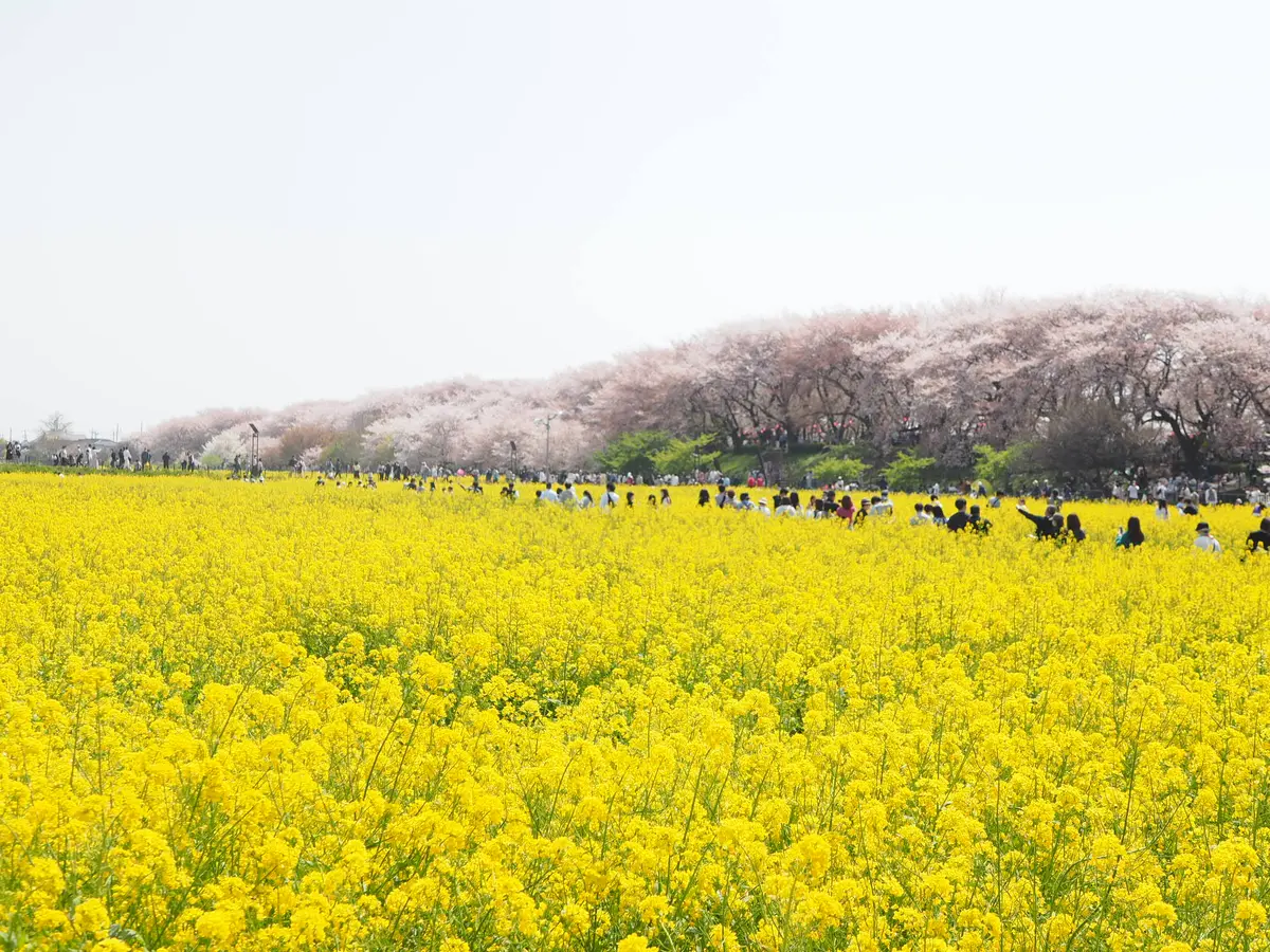 「桜×菜の花」が一度に楽しめる春の絶景スの画像_1