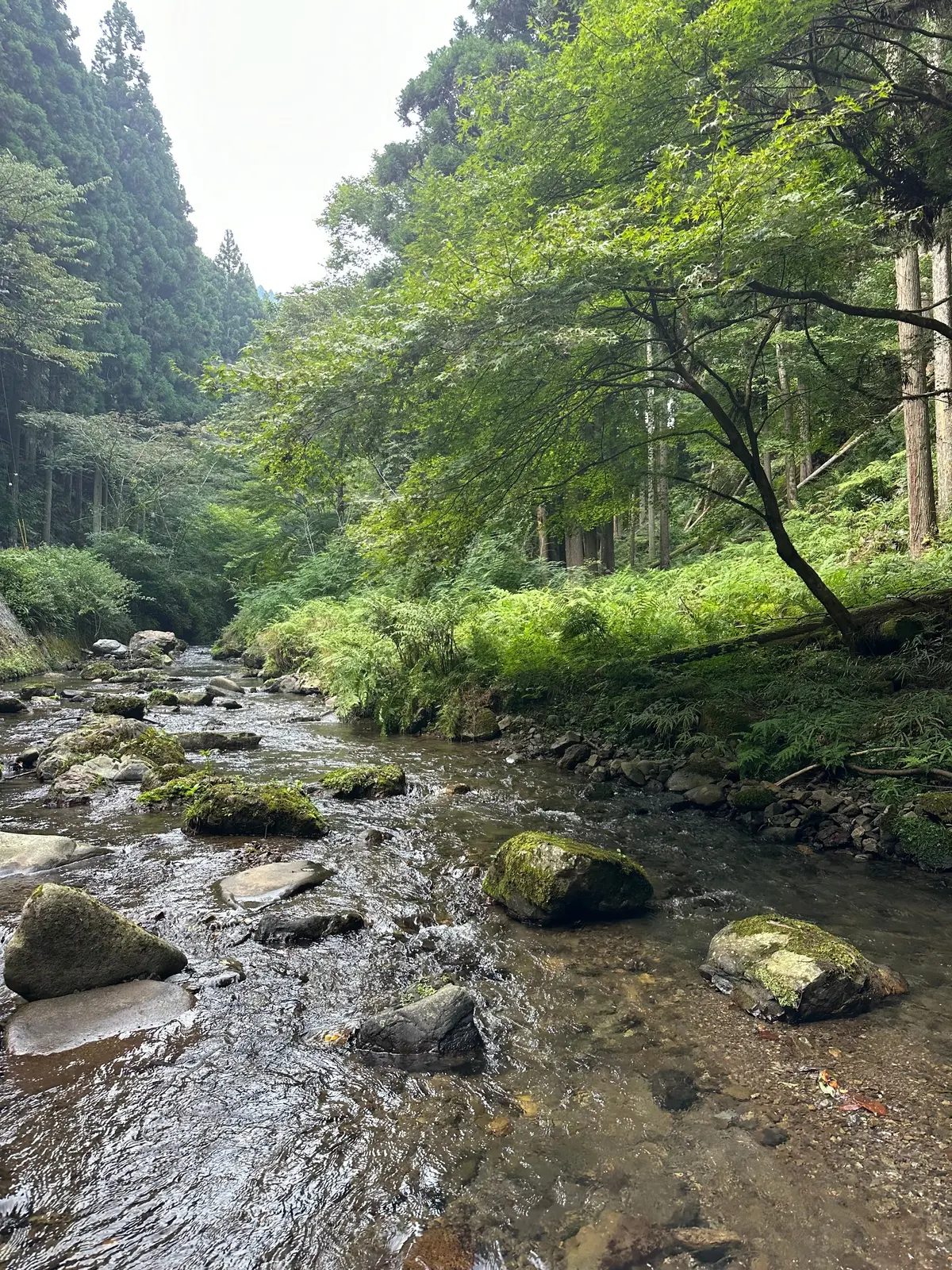 【京都貴船川床】リーズナブルに川床でお食の画像_5