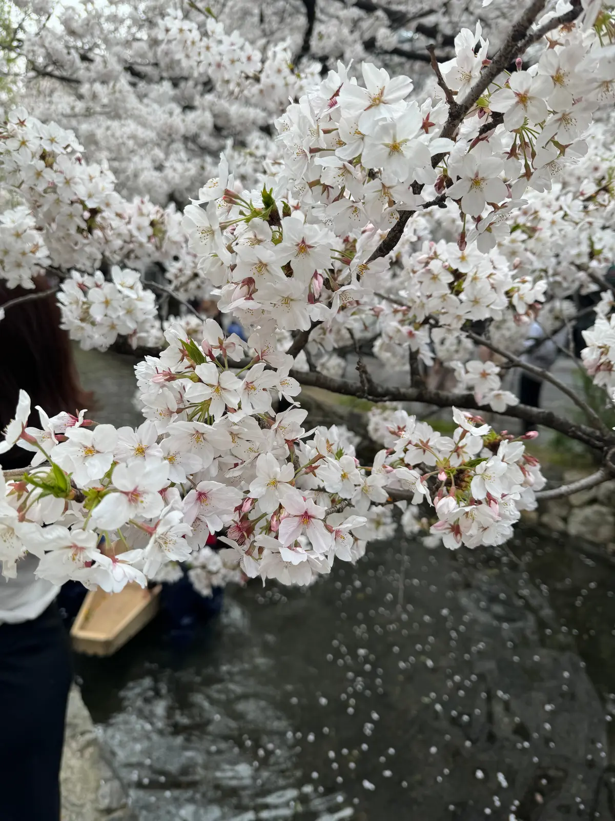 満開の桜