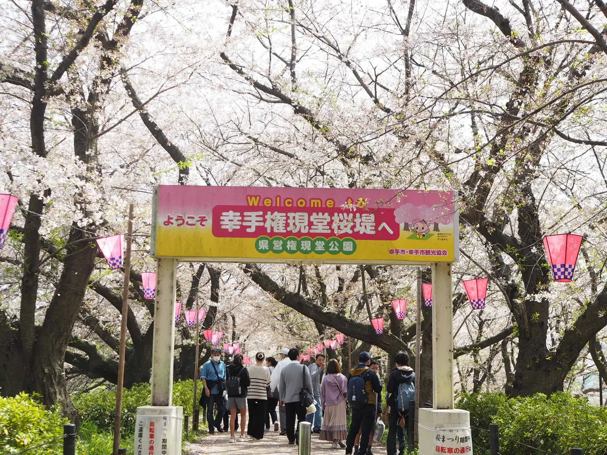 「桜×菜の花」が一度に楽しめる春の絶景スの画像_2