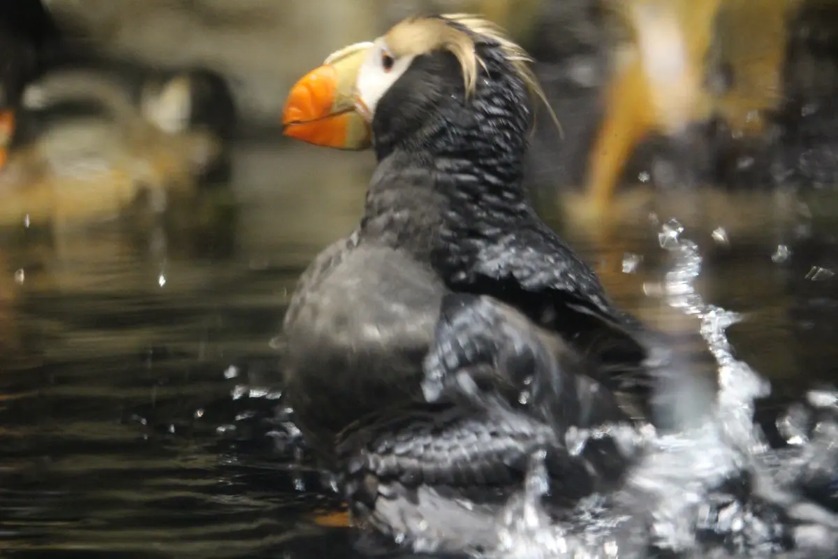 葛西臨海水族園の海鳥が水面をすいすい泳ぐ姿
