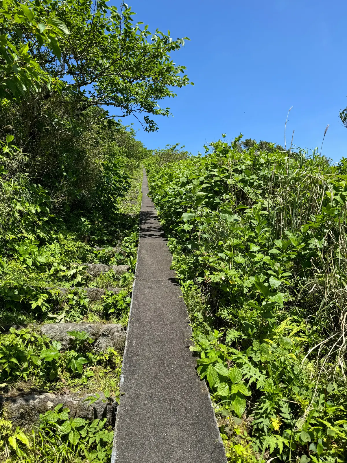 〈東京都・八丈島〉東京にある南国の島🏝️の画像_9