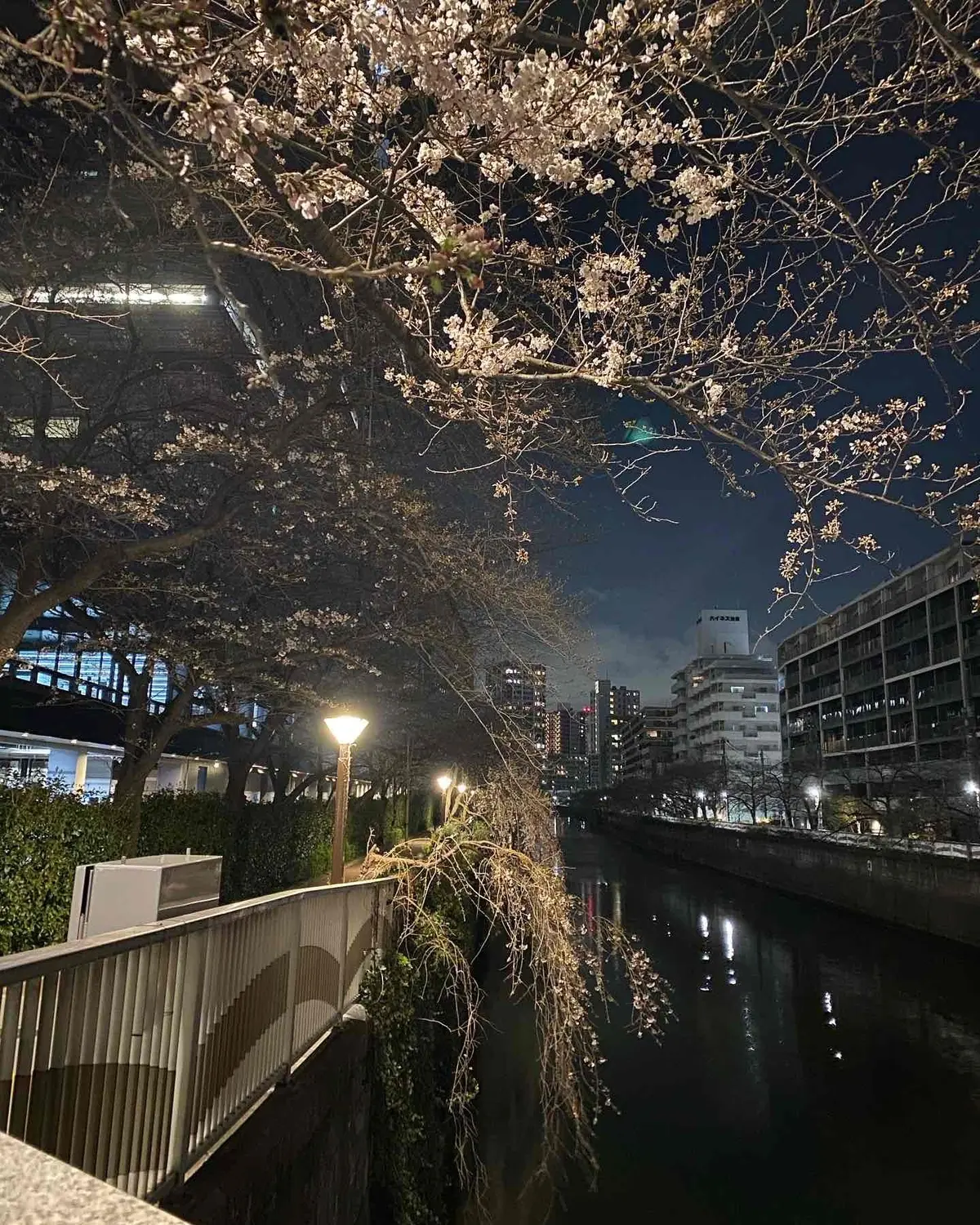 最新！目黒川沿い桜の開花情報【中目黒〜目の画像_3