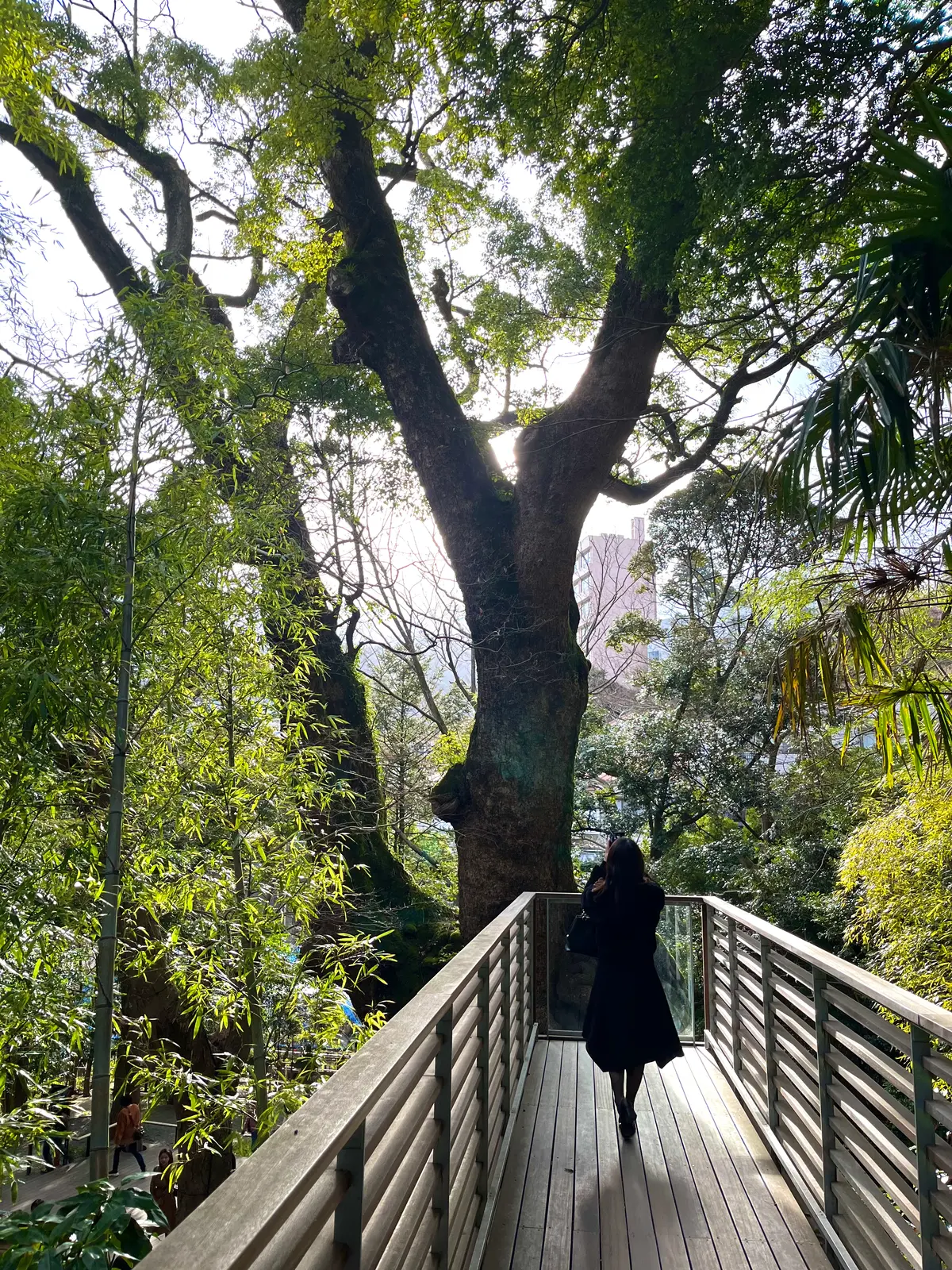 【静岡】熱海のパワースポット来宮神社˚✧の画像_12