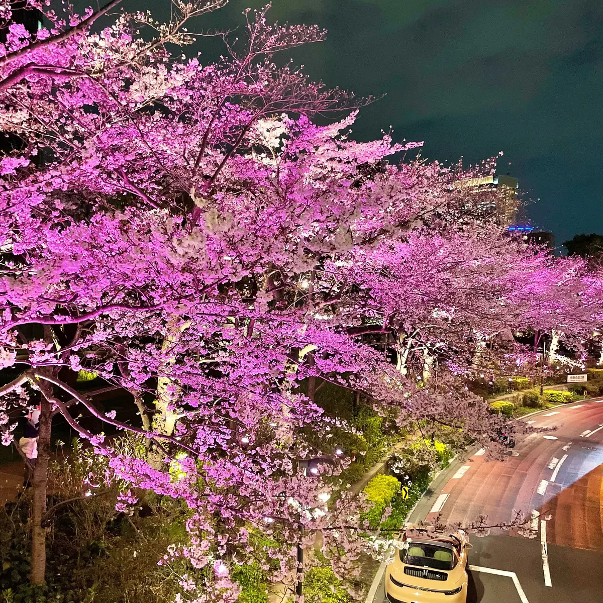 お花見】約100本の桜がライトアップ！《幻想的な桜をゆっくりと眺められる東京ミッドタウン》 | MORE