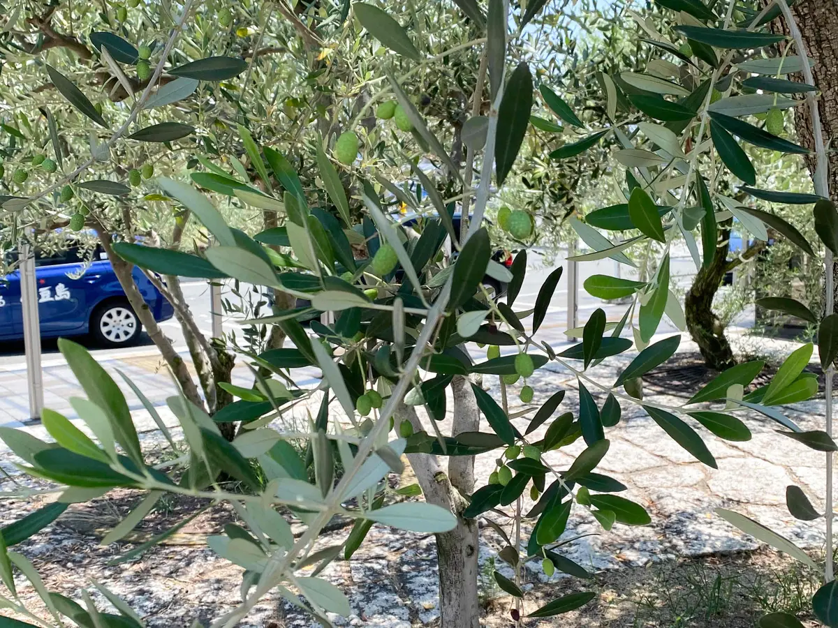 夏旅におすすめ！ウェルネスな仕掛けたっぷの画像_12