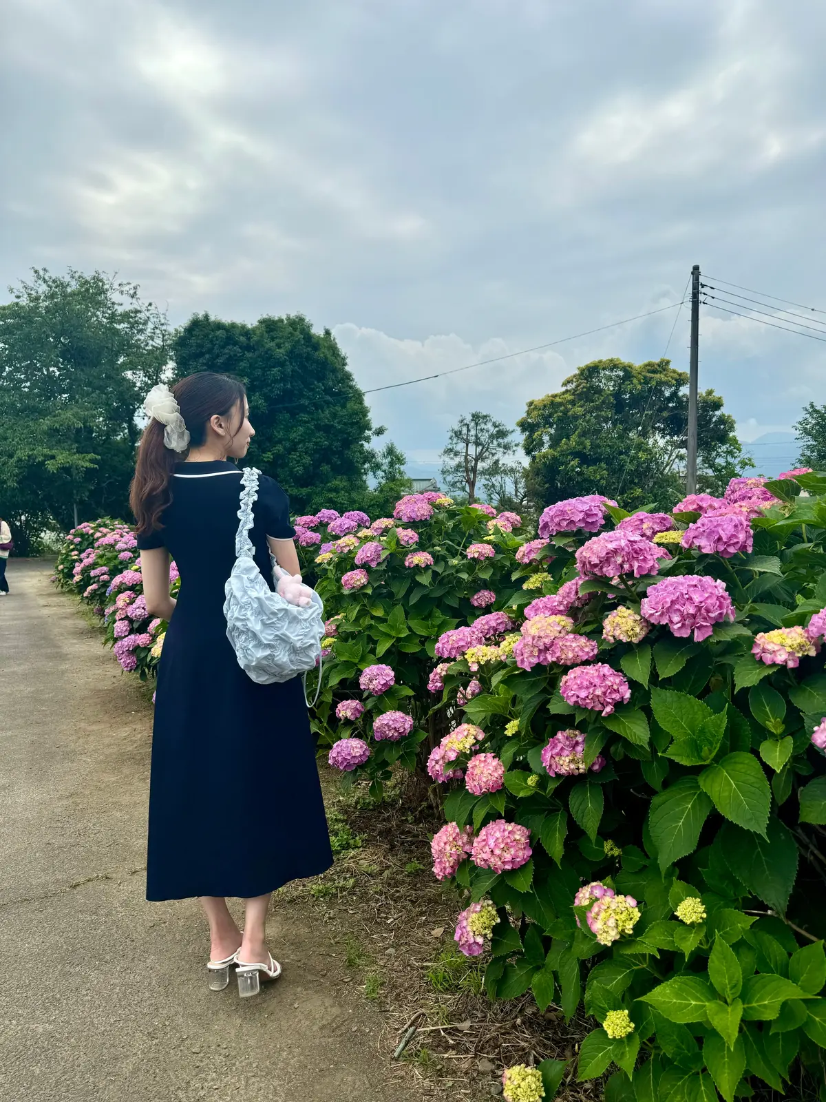 紫陽花の道沿い