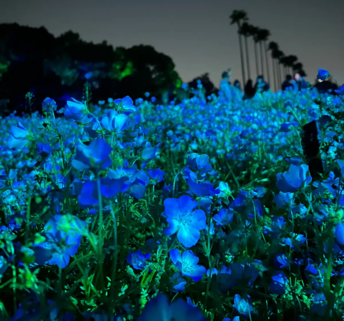 【今だけ！】幻想的な夜のネモフィラ畑が楽の画像_2