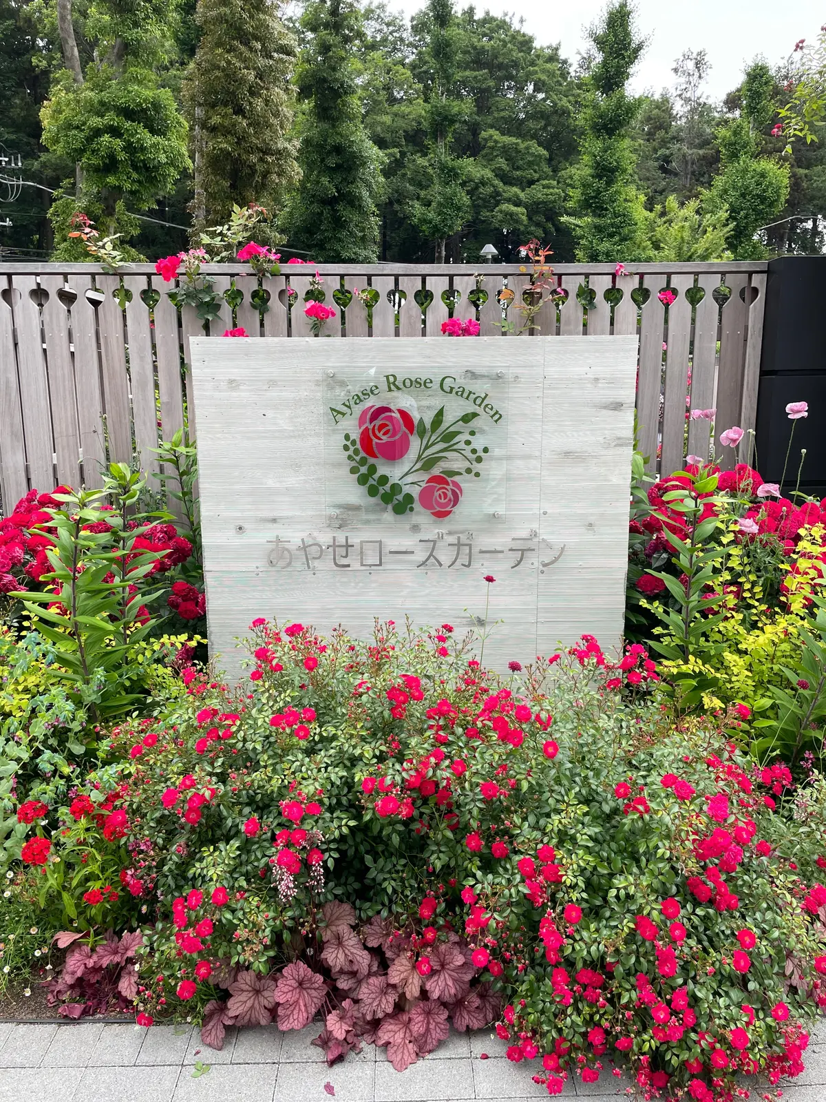 【神奈川県･バラ園】入場料無料！今が見頃の画像_1