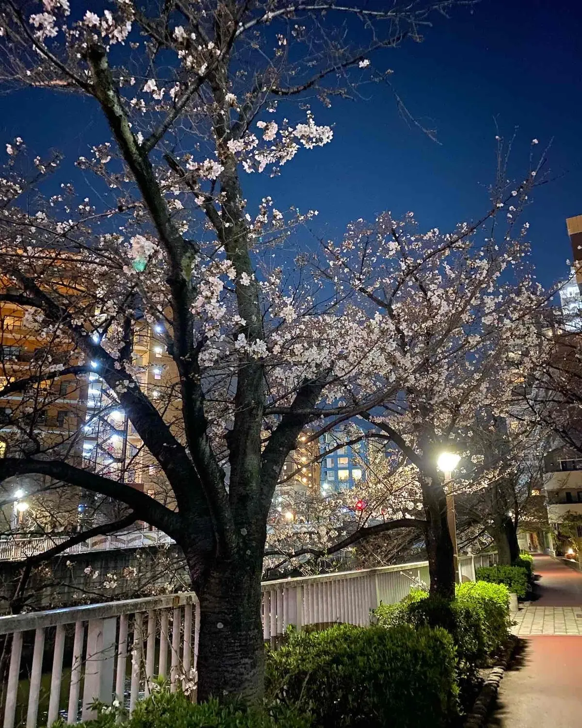 最新！目黒川沿い桜の開花情報【中目黒〜目の画像_5