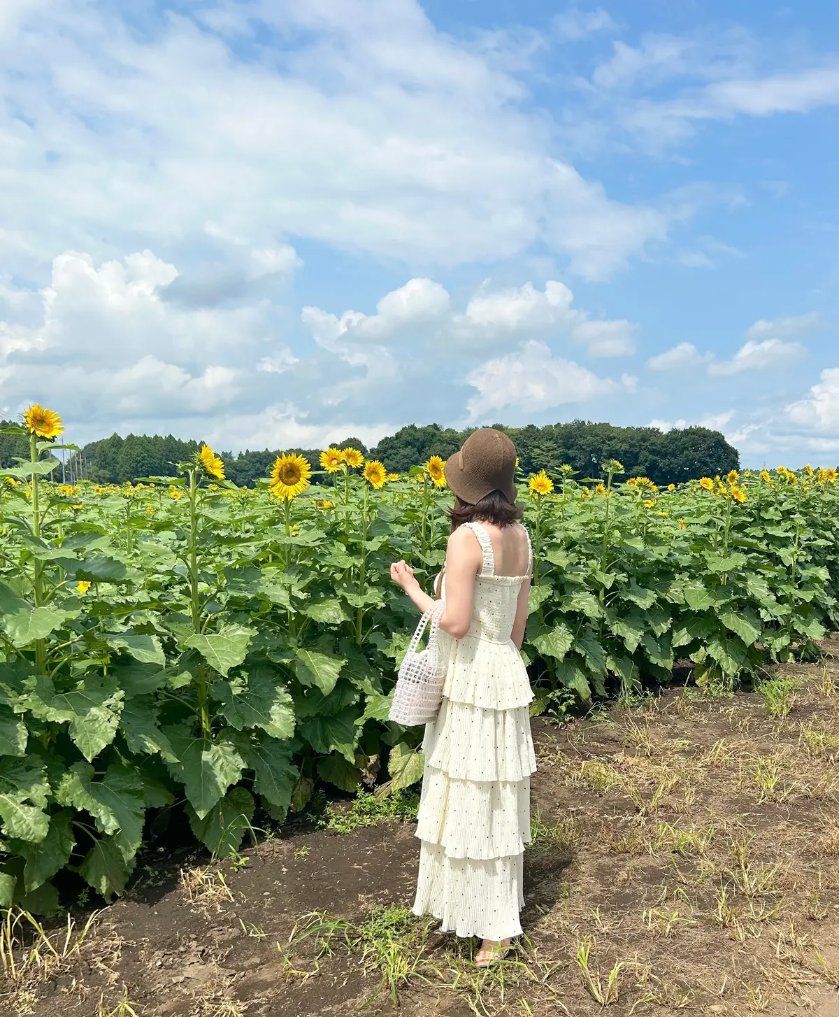 【茨城県/那珂市】25万本の向日葵が咲くの画像_4