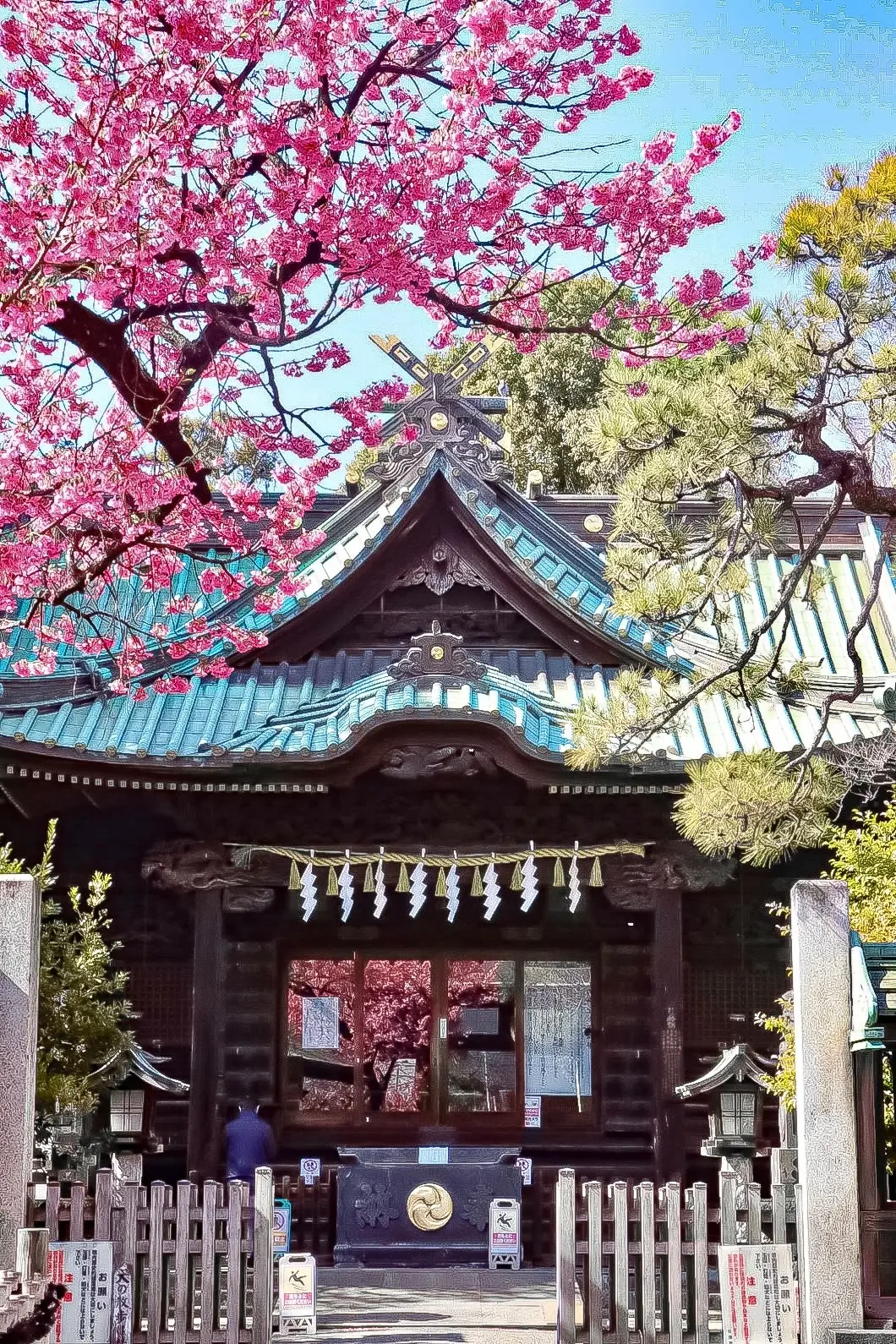 【ご利益あり⁉︎】既に桜が見頃！東京のパの画像_3