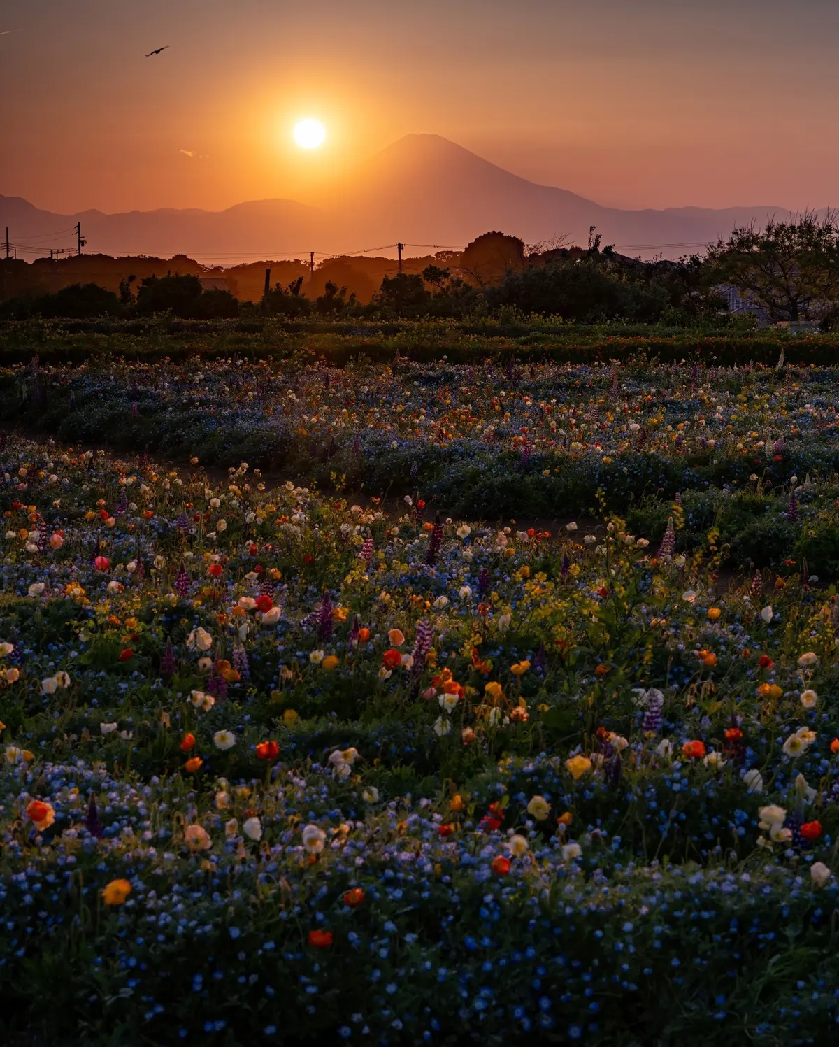 長井海の手公園ソレイユの丘