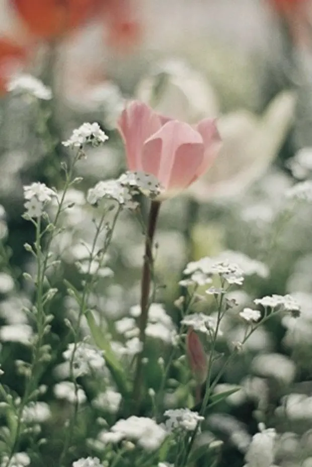 レトロな花の写真
