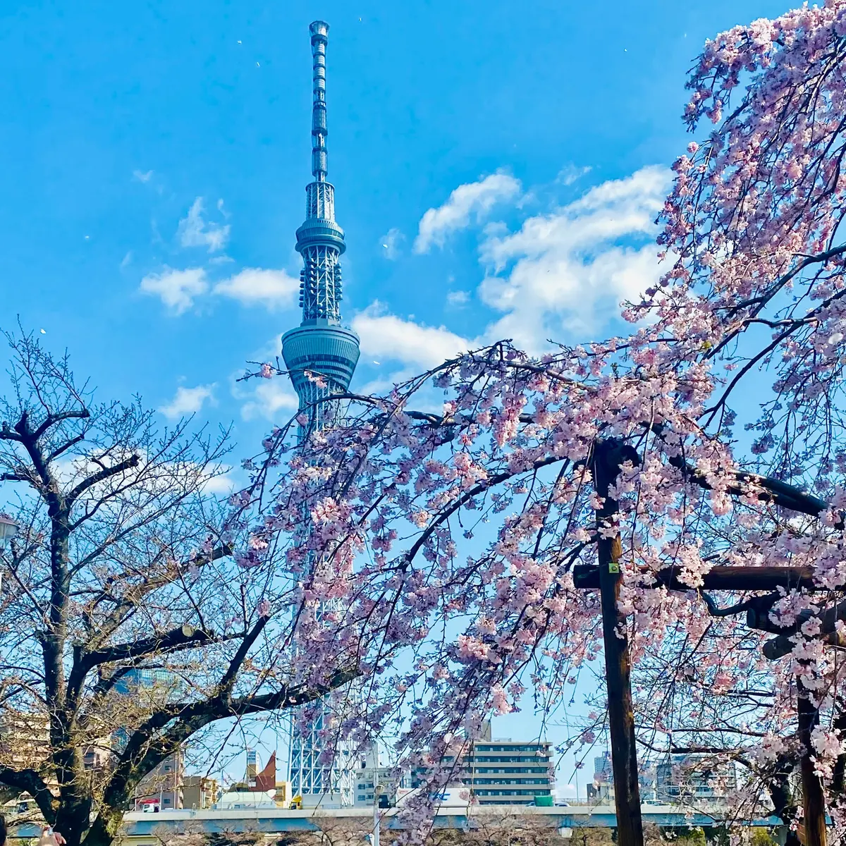 隅田公園の桜