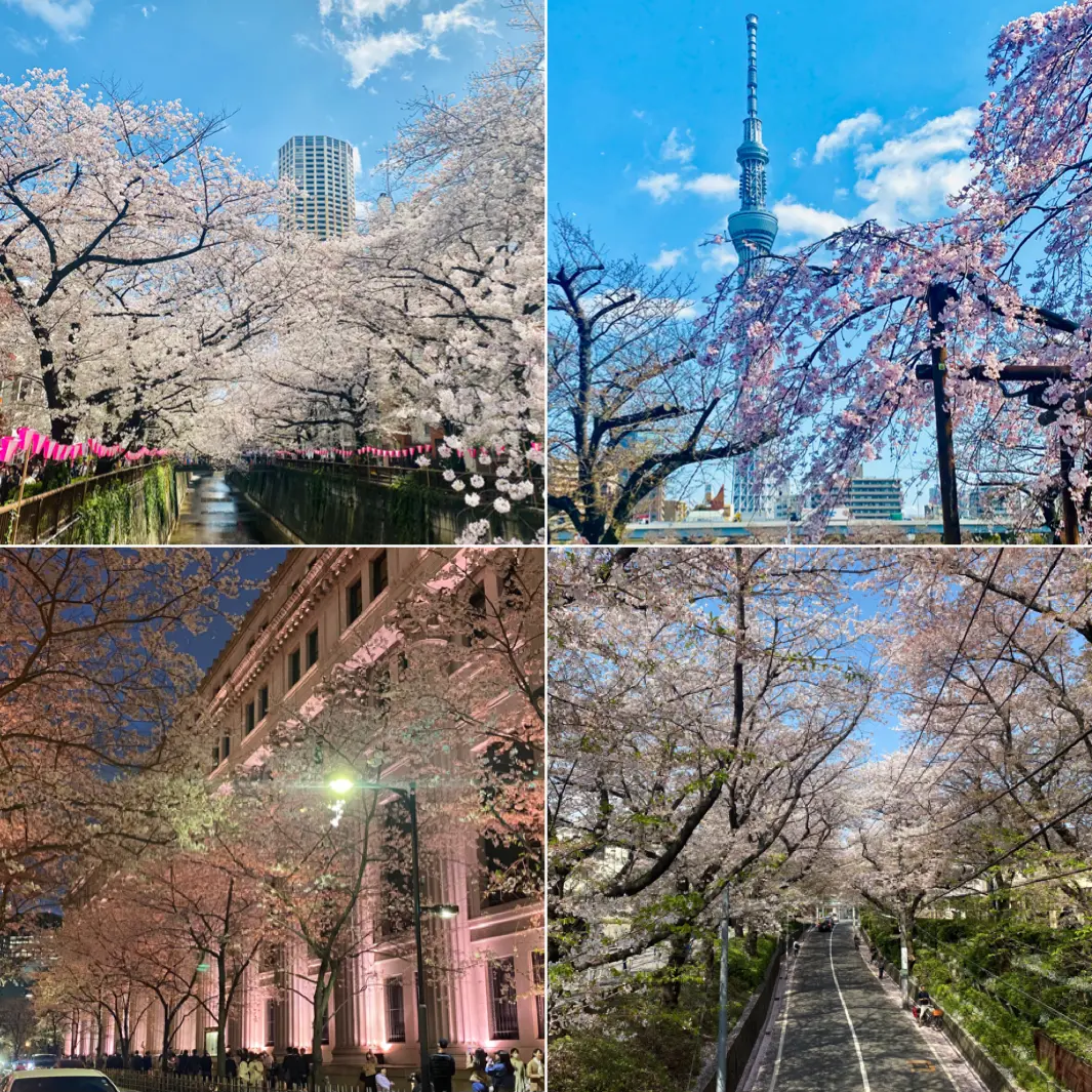 東京のお花見・桜スポット4選