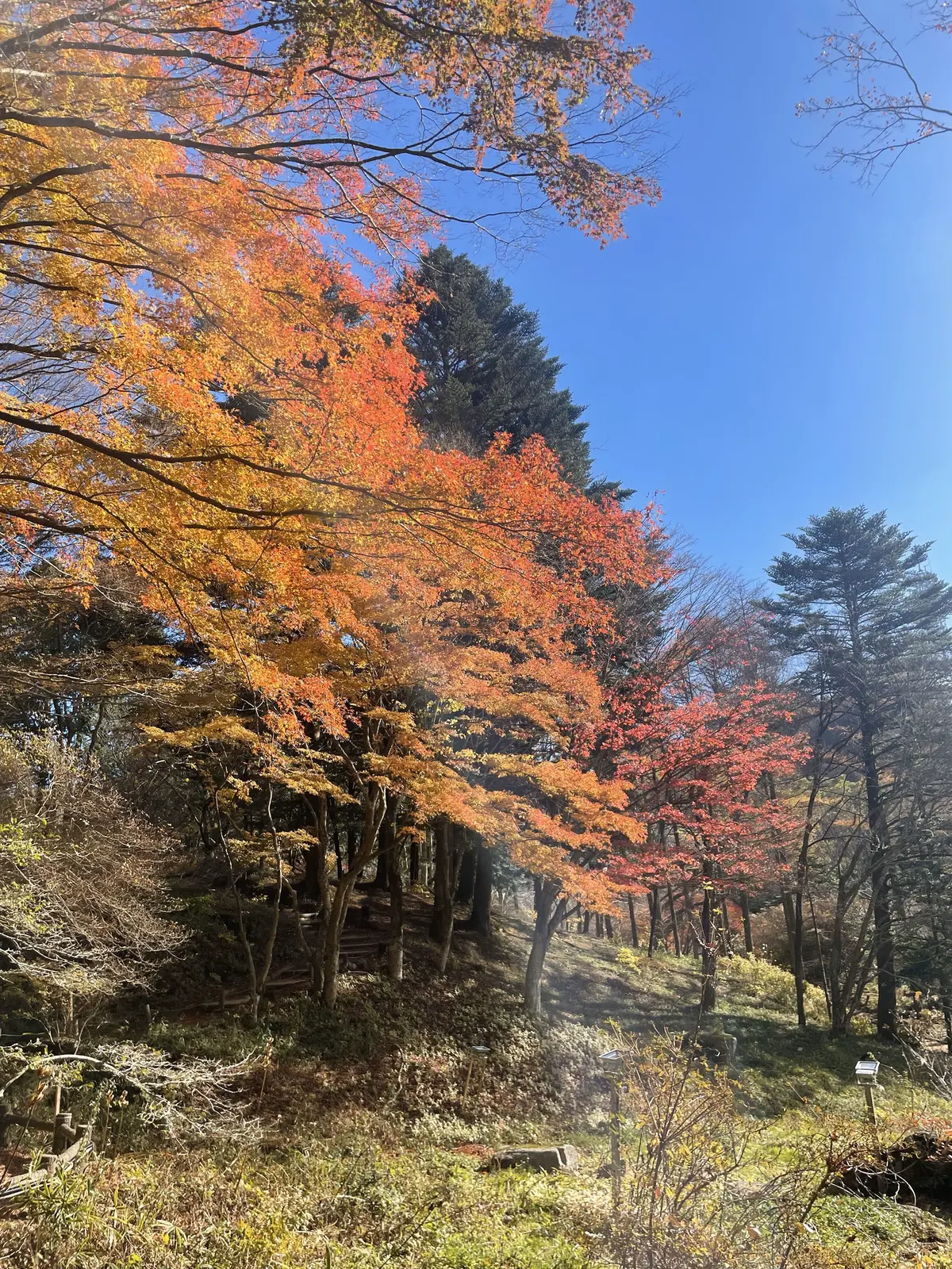 【兵庫】超穴場関西紅葉スポットの画像_1