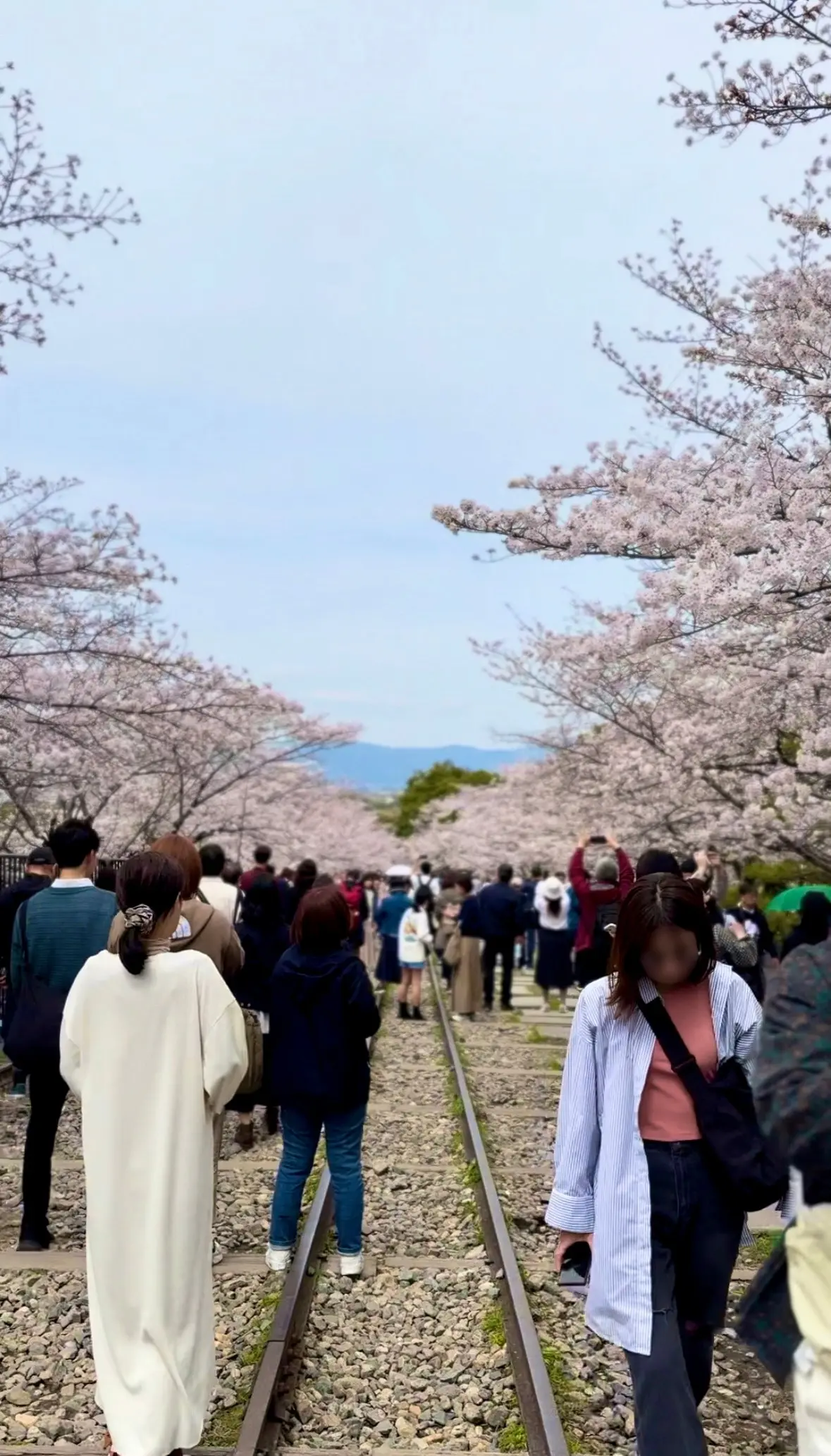 蹴上インクラインの桜