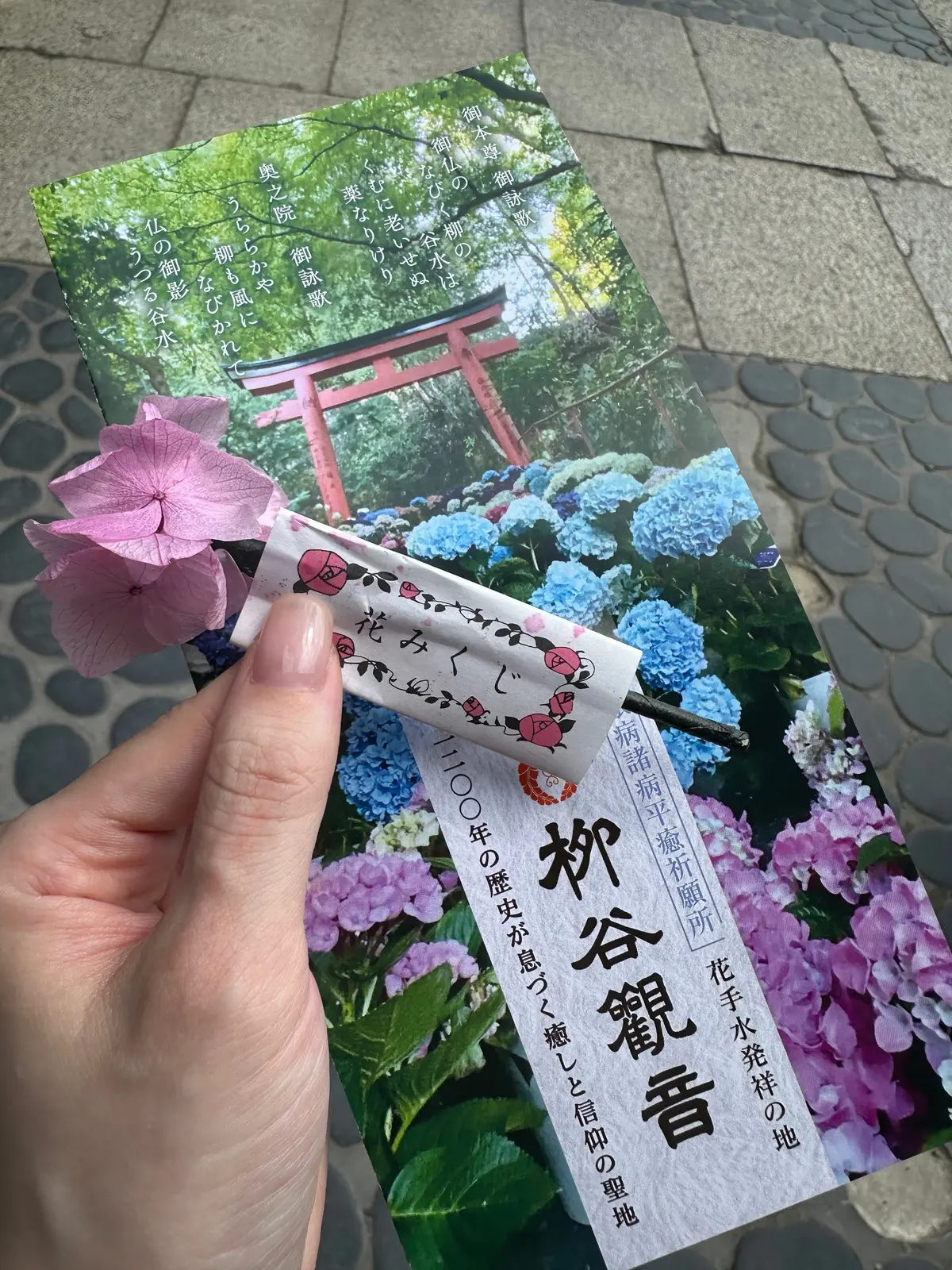 【京都のあじさいスポット】第3弾！ここがの画像_14