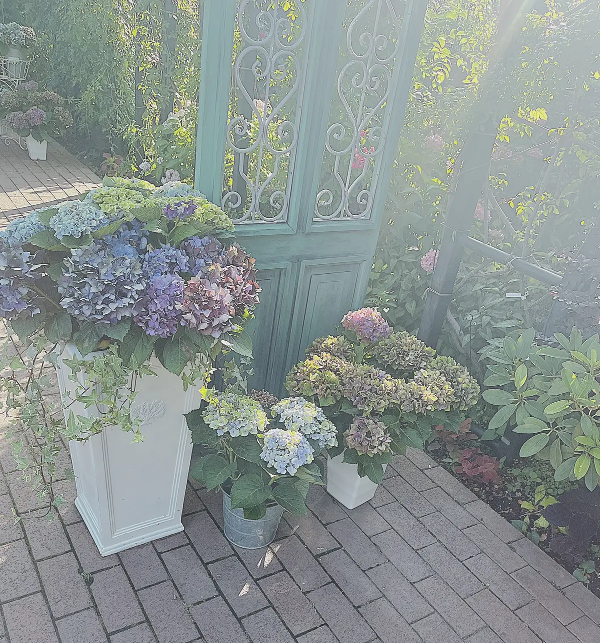 【横浜|紫陽花】6/29まで！今が旬の紫の画像_4