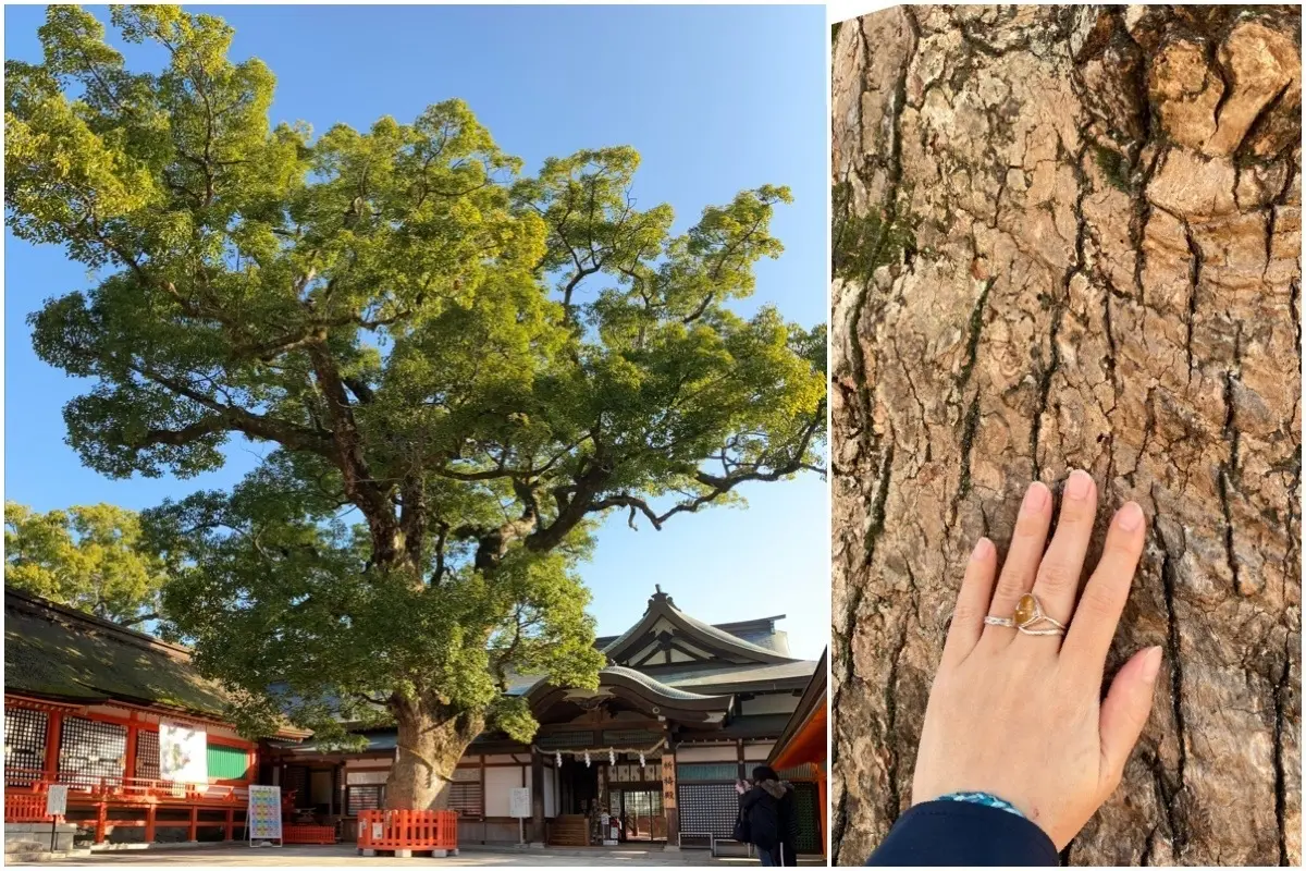 大分県のパワースポットを巡る旅：宇佐神宮にある大楠