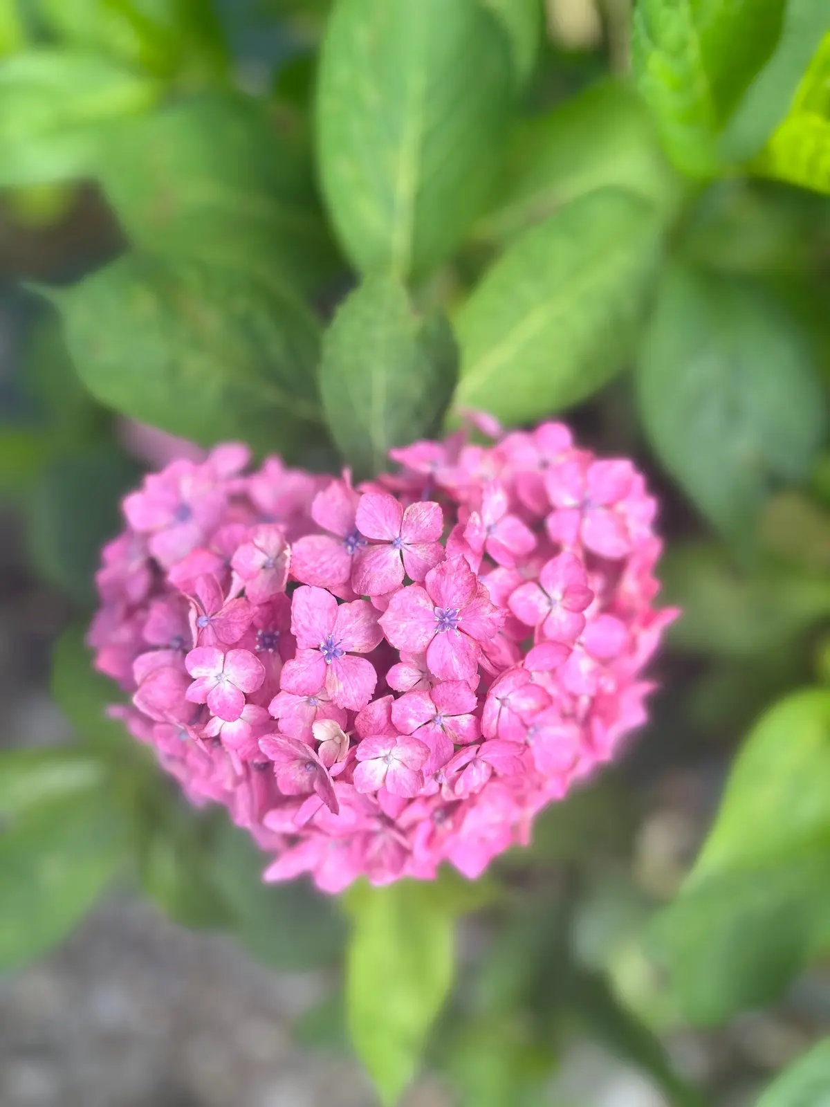 三室戸寺 ハートあじさい