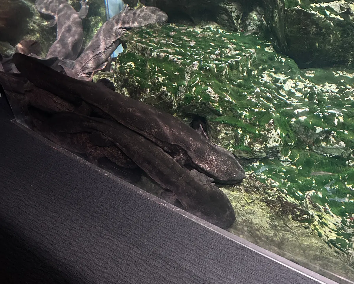 京都｜【昨日生まれたの！？】生後1日のクの画像_1