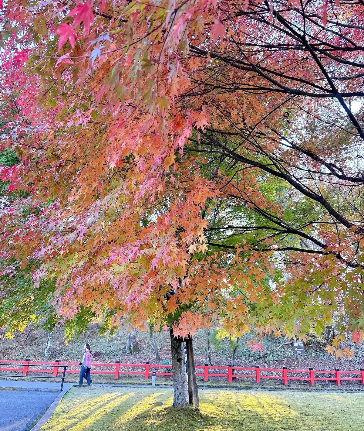 遊歩道の紅葉が綺麗