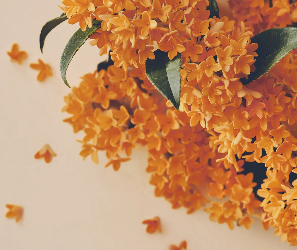 フローラノーティス ジルスチュアート　スウィートオスマンサス　金木犀イメージ画像　新作コスメ 秋コスメ2025 