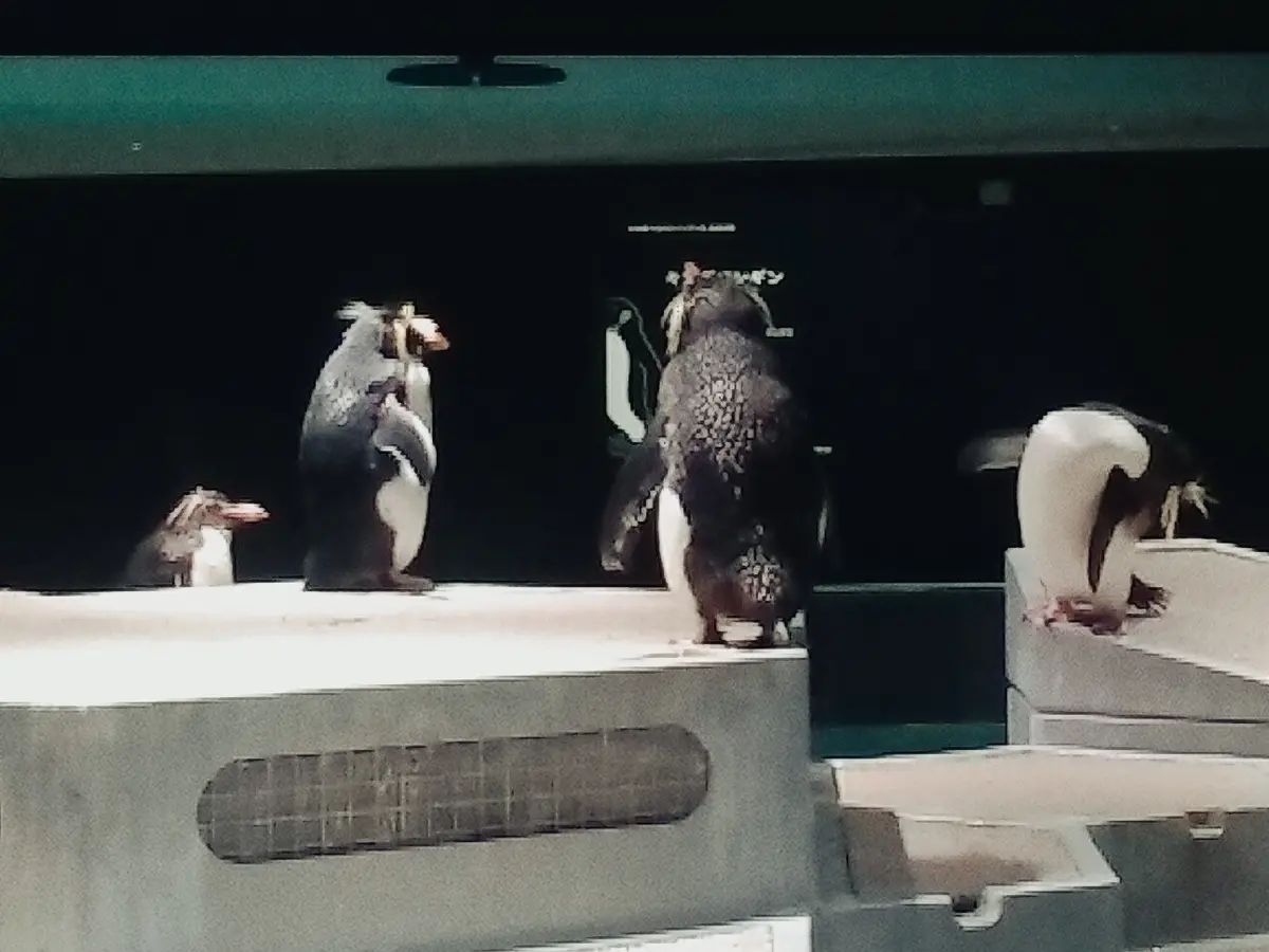 札幌女子旅に🐧AOAO水族館が最高の画像_5