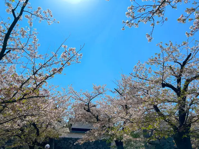 【福岡城さくらまつり2023】グルメ屋台の画像_1