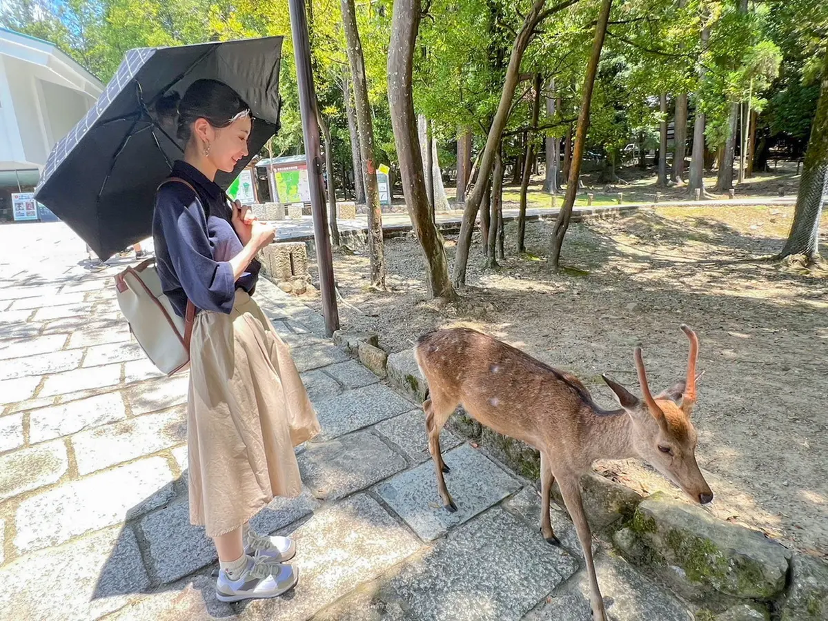 kasugataisha shrine narapark deer 奈良公園　春日大社　奈良観光　鹿